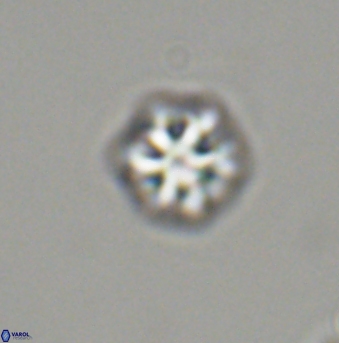 Olladiscoaster bordii 31533