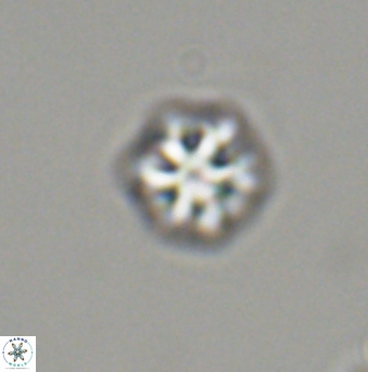 Olladiscoaster bordii 31533