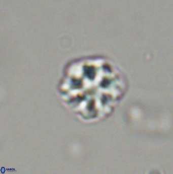 Olladiscoaster bordii 31537