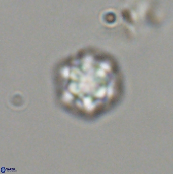 Olladiscoaster bordii 31538