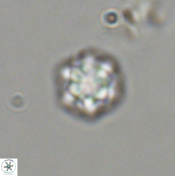 Olladiscoaster bordii 31538