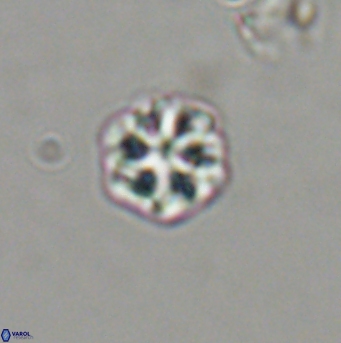 Olladiscoaster bordii 31539