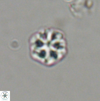 Olladiscoaster bordii 31539