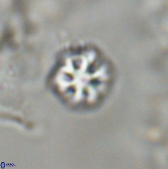 Olladiscoaster bordii 31540