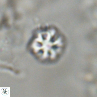 Olladiscoaster bordii 31540