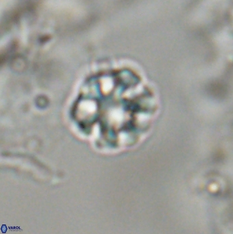 Olladiscoaster bordii 31541