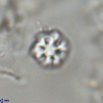 Olladiscoaster bordii 31542