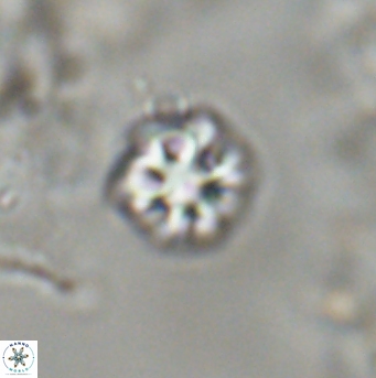 Olladiscoaster bordii 31542