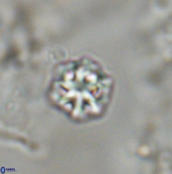 Olladiscoaster bordii 31544
