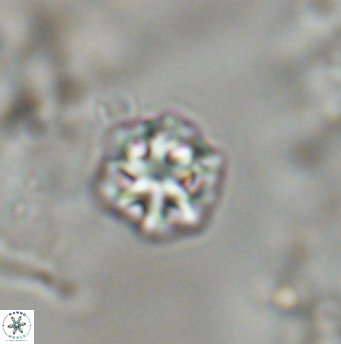 Olladiscoaster bordii 31544