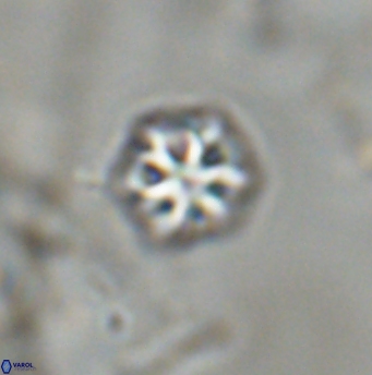 Olladiscoaster bordii 31545