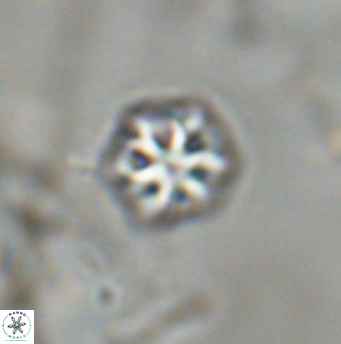 Olladiscoaster bordii 31545