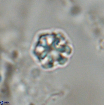 Olladiscoaster bordii 31546