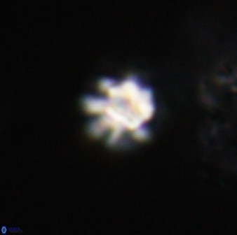 Olladiscoaster bordii 31242