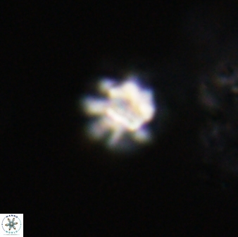 Olladiscoaster bordii 31242