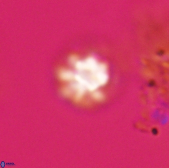 Olladiscoaster bordii 31243