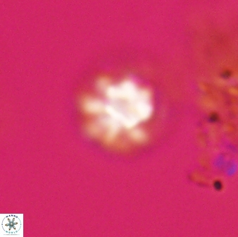 Olladiscoaster bordii 31243
