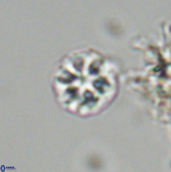 Olladiscoaster bordii 31245