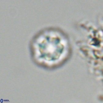 Olladiscoaster bordii 31247