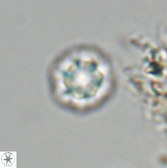 Olladiscoaster bordii 31247