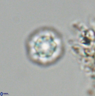 Olladiscoaster bordii 31248
