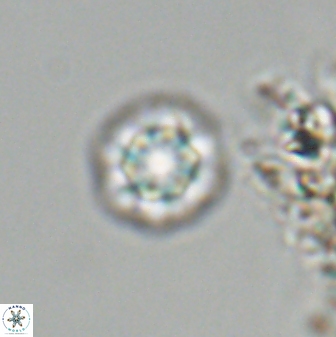 Olladiscoaster bordii 31248
