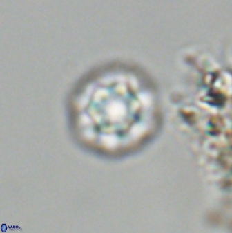 Olladiscoaster bordii 31249