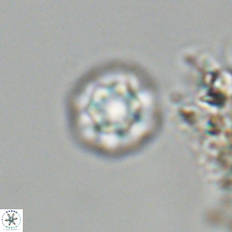 Olladiscoaster bordii 31249