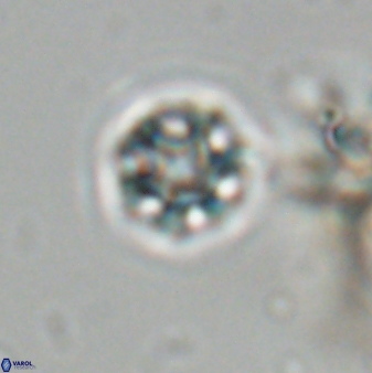 Olladiscoaster bordii 31250