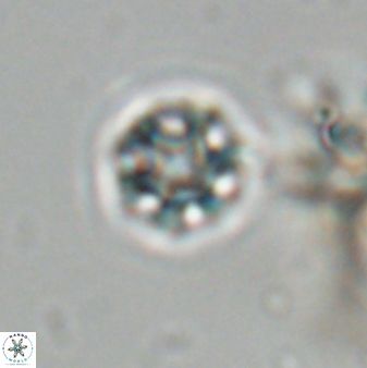 Olladiscoaster bordii 31250