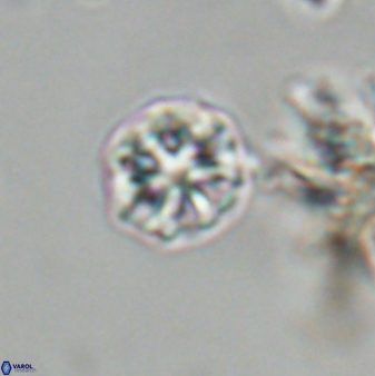 Olladiscoaster bordii 31251