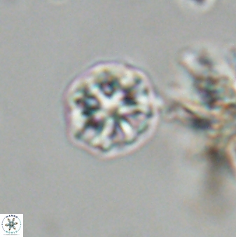 Olladiscoaster bordii 31251