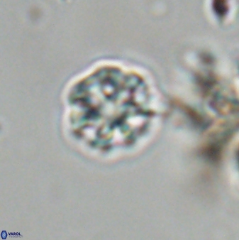 Olladiscoaster bordii 31252