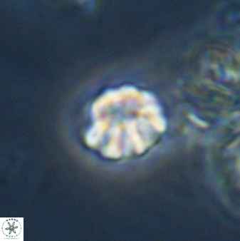 Olladiscoaster bordii 31253