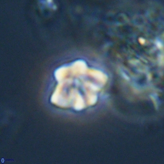 Olladiscoaster bordii 31255