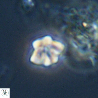 Olladiscoaster bordii 31255