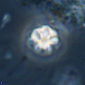 Olladiscoaster bordii 31257