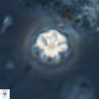Olladiscoaster bordii 31257