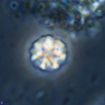 Olladiscoaster bordii 31258