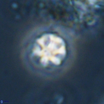 Olladiscoaster bordii 31259