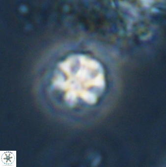 Olladiscoaster bordii 31259
