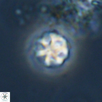 Olladiscoaster bordii 31261