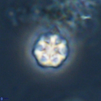 Olladiscoaster bordii 31263