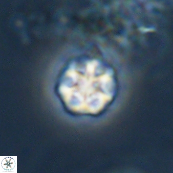 Olladiscoaster bordii 31263