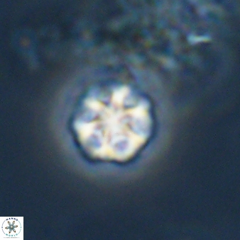 Olladiscoaster bordii 31264