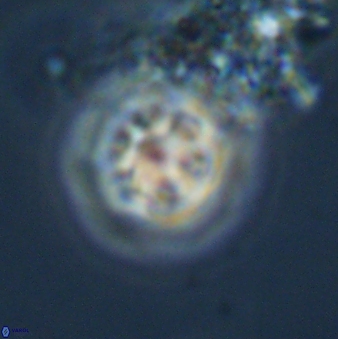 Olladiscoaster bordii 31265