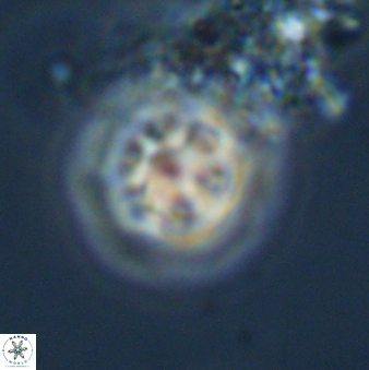 Olladiscoaster bordii 31265