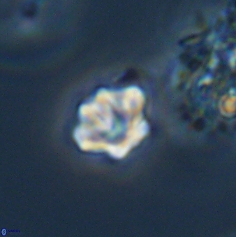 Olladiscoaster bordii 31266