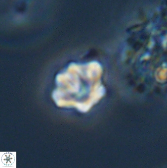 Olladiscoaster bordii 31266