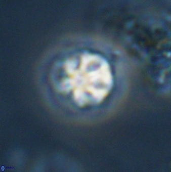 Olladiscoaster bordii 31267